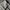 Uniqlo Streetwear Casual Casual pants Pria white cream photo 3