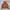 Dickies Vintage Y2K Hoody Pria brown photo 1
