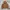 Dickies Vintage Y2K Hoody Pria Brown
