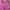 A Bathing Ape Casual Sweatpants & Joggers Pria pink photo 1