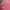 Japanese brand Y2K Coquette Crop top Wanita pink photo 2