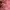Japanese brand Y2K Coquette Crop top Wanita pink photo 3
