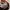Millet Sportswear Hat Pria tan photo 5