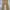 Dickies Vintage Streetwear Casual Pants Pria Tan