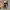 Carhartt Casual Hat Wanita brown photo 4