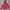 Columbia Gorpcore Windbreaker Pria red photo 1