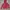Columbia Gorpcore Windbreaker Pria Red