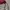 Columbia Gorpcore Windbreaker Pria red photo 7