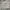 Avirex Casual Sweater Pria gray photo 1