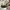 Nike Sportswear Sneakers Pria gray photo 4