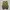 Nike Sportswear Casual Sneakers Pria khaki cream photo 5