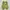 Asics Sportswear Casual Sneakers Pria gray yellow photo 5