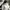 Dickies Avant Garde Minimalist Casual pants Pria green black photo 5