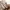 Stussy Streetwear Avant Garde Casual pants Pria tan khaki photo 7
