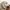 Stussy Streetwear Avant Garde Casual pants Pria tan khaki photo 6