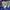 L.L.Bean Vintage Sportswear Windbreaker Pria blue photo 4