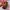 Louis Vuitton Vintage Y2K Handbag Wanita tan brown photo 2