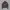 INED Avant Garde Track Jacket Wanita Brown