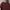 Goodfellow & Co Minimalist Crop Top Wanita Burgundy