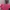 Minimalist T-shirt Wanita pink photo 1