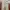 Dickies Casual Casual Pants Pria Khaki
