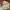Dickies Casual Casual Pants Pria Khaki