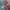 Sandro Paris Luxury Midi dress Wanita red photo 2
