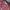 Sandro Paris Luxury Midi dress Wanita red photo 5