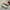 Nike Indie Casual Sneakers Pria tan photo 1
