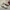 Nike Indie Casual Sneakers Pria Tan