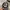 New Era Streetwear Casual Hat Pria gray photo 3