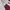 Dickies Biker Casual Casual pants Pria burgundy photo 6