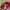 Vintage Streetwear Hat Pria red photo 4
