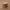Streetwear Skater Hat Pria Tan