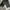 Kiddrock Vintage Casual pants Pria gray photo 1