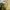Dickies Skater Casual Casual pants Pria cream photo 5