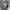 Crocodile Casual Formal shirt Pria white blue photo 6