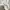 ZARA Casual T-shirt Pria cream photo 3