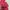 Adidas Streetwear Casual Hoody Pria pink photo 5
