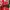 Sportswear Jersey Pria white red photo 3