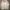 Attention Vintage Windbreaker Pria white photo 2