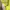 Under Armour Sportswear Jersey Pria yellow photo 3