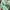 Spao Casual Pea Coat Wanita Green