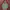 Hush Puppies Cottagecore Sportswear Parka Pria Green