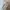 Burberry Minimalist Polo shirt Pria multicolor photo 5
