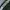 Champion Sportswear Casual Sweatpants & Joggers Pria white green photo 2