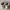 Adidas Casual Sneakers Kids white photo 5