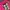 Burberry Y2K Crop top Wanita pink photo 2