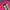 Burberry Y2K Crop Top Wanita Pink