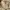 Japanese brand Vintage Casual Windbreaker Pria gold tan photo 5